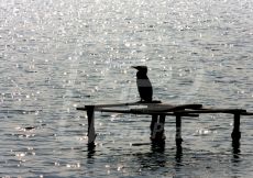 CORMORANO