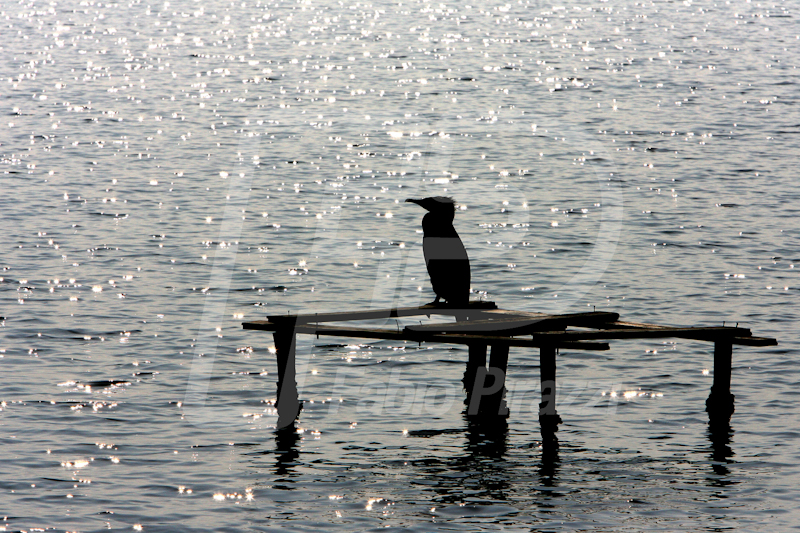 CORMORANO