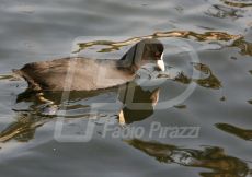 FOLAGA29