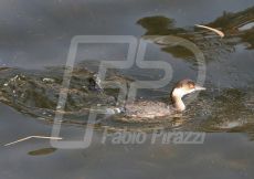 TUFFETTO20
