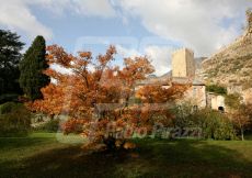 NINFA44