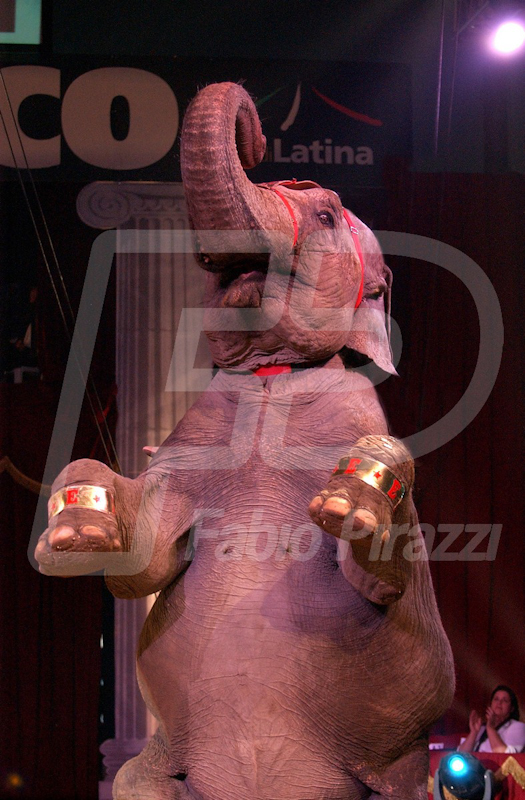 CIRCO114